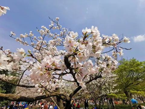 太子湾公园赏花