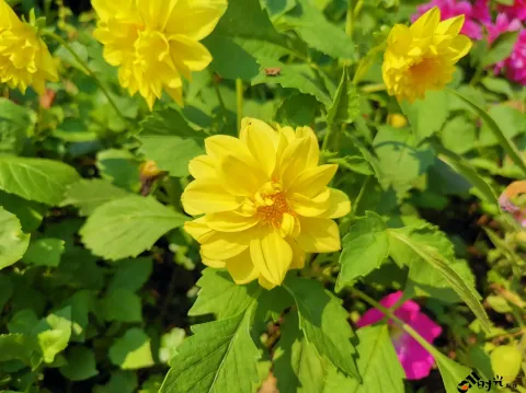西溪湿地盛开的鲜花