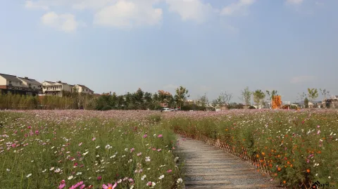 杭州三墩兰里生态园，行走在花海中