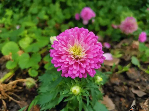 西溪湿地盛开的鲜花