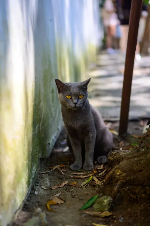西园寺里的猫咪10