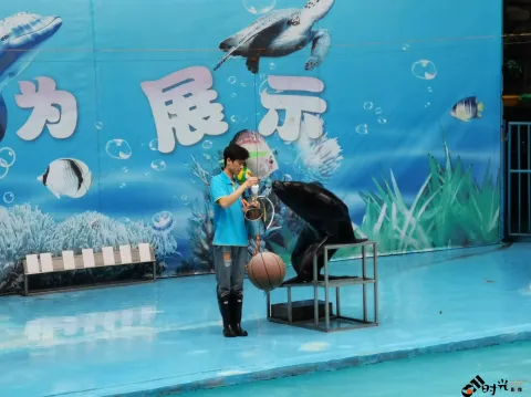 海狮表演