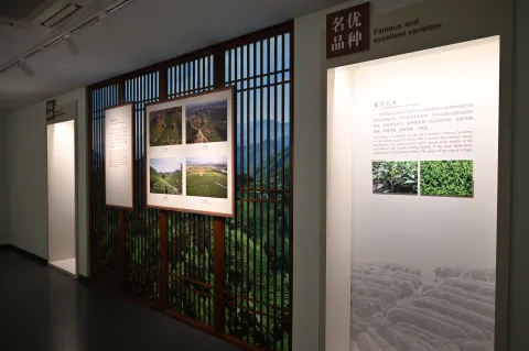 杭州中国茶叶博物馆-龙井茶2