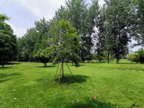 宁静而致远