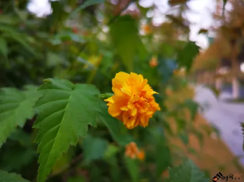 重瓣棣棠花