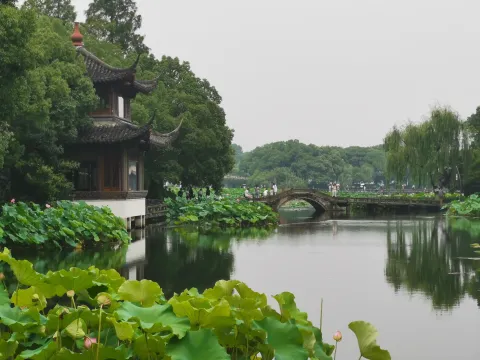 曲院风荷8