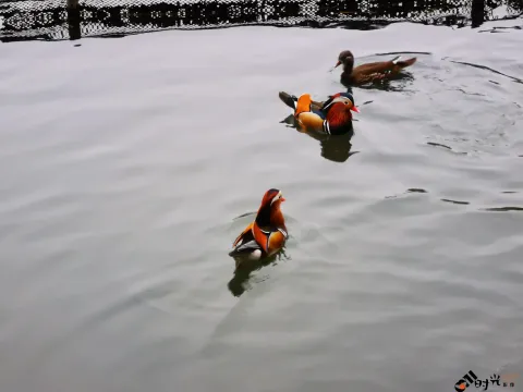西湖水面上畅游的鸳鸯