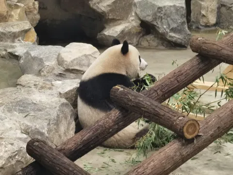 憨态可爱的大熊猫9
