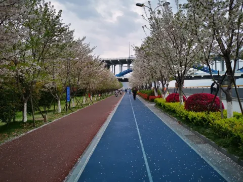 最美樱花走道12