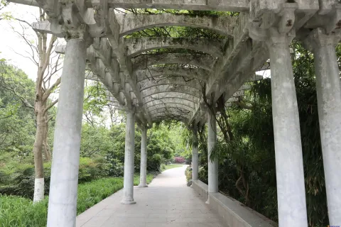 爬满树藤的廊架