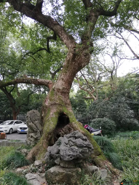 杭州植物园
