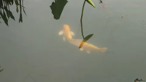 水中畅游的鱼儿