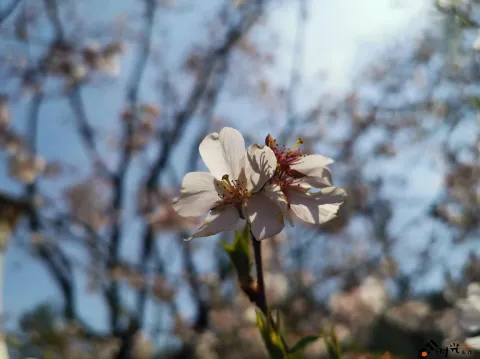 太子湾公园赏花