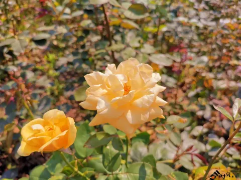 西溪湿地盛开的鲜花