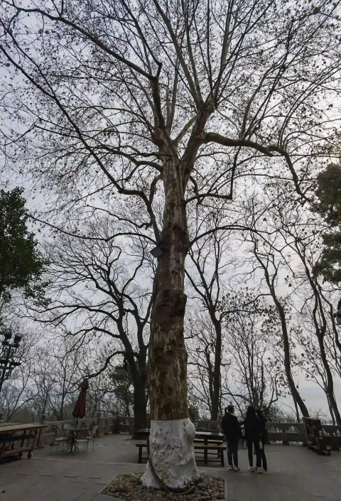 纯真年代3