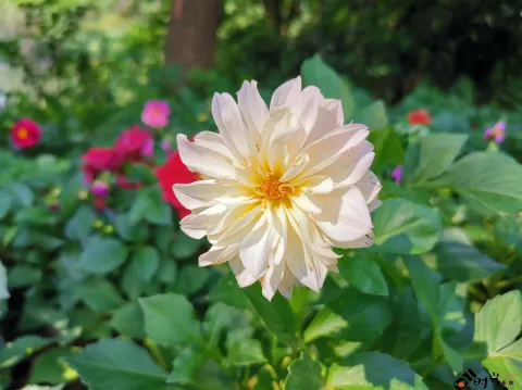 西溪湿地盛开的鲜花