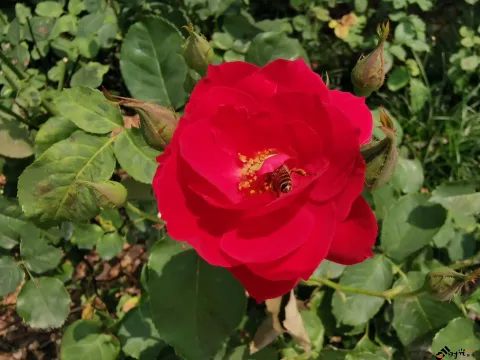 月季花，蜜蜂采蜜