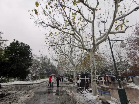 皑皑白雪挂满枝头