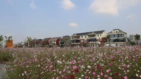杭州三墩兰里生态园，行走在花海中