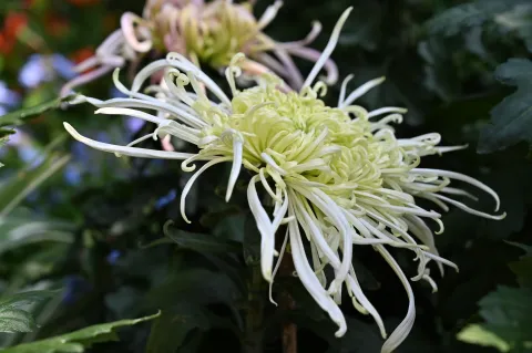 杭州植物园菊花展11