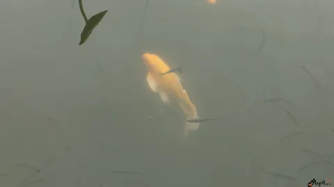 水中畅游的鱼儿
