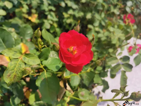 月季花，蜜蜂采蜜