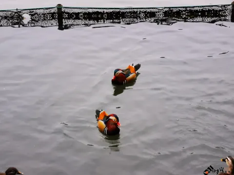 西湖水面上畅游的鸳鸯