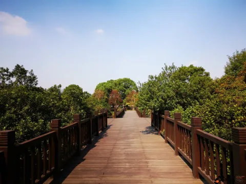 钱塘江大桥南岸的公园景色