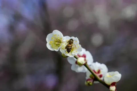 超山梅花14