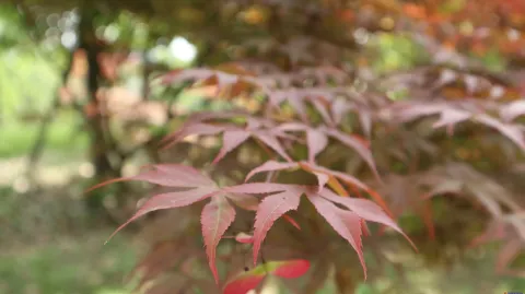 花草