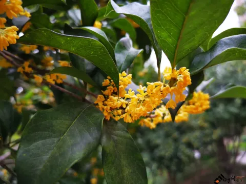 桂花飘香