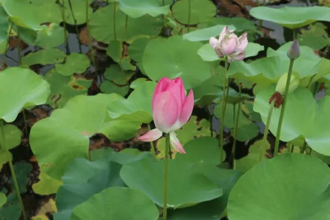 桃花湖公园里的荷花2