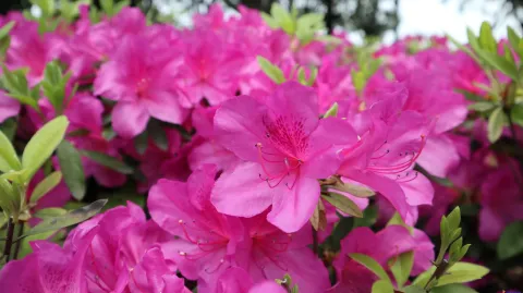 花草