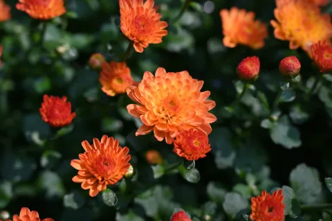 杭州植物园菊花展13