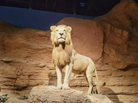 肯尼斯·贝林世界野生动物展3