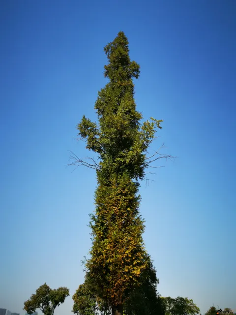 一颗高大的树