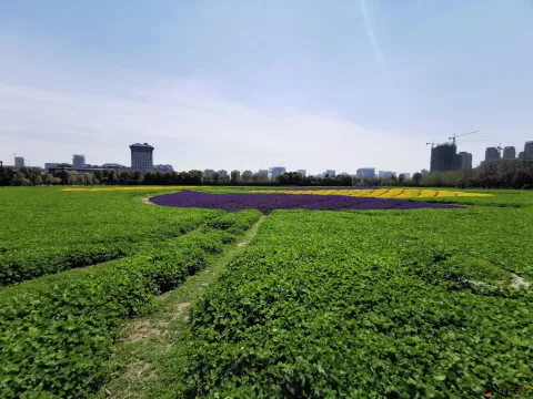 博览中心一侧的花海