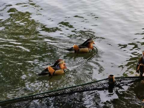 鸳鸯戏水6