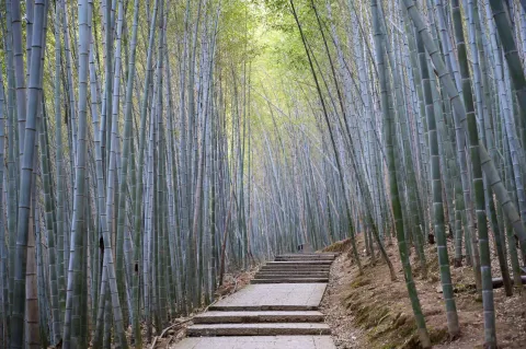 竹林间步行道4