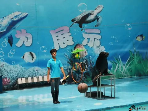 海狮表演