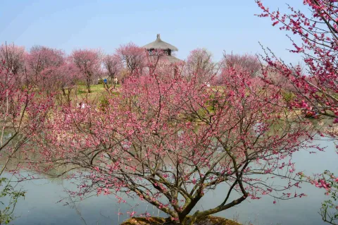 龙之梦东方盆景园4