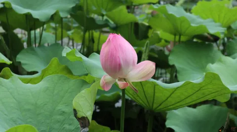 夏雨中清新绽放的荷花