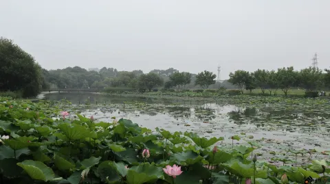 夏雨中清新绽放的荷花