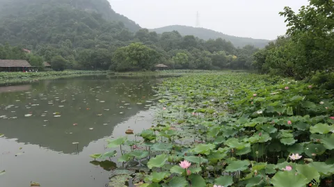 夏雨中清新绽放的荷花