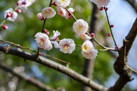 超山梅花9