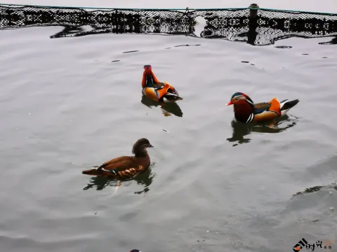西湖水面上畅游的鸳鸯