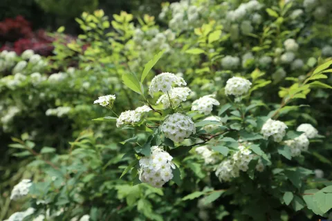 绽放的艳丽花朵