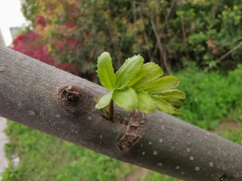 自然的绿色