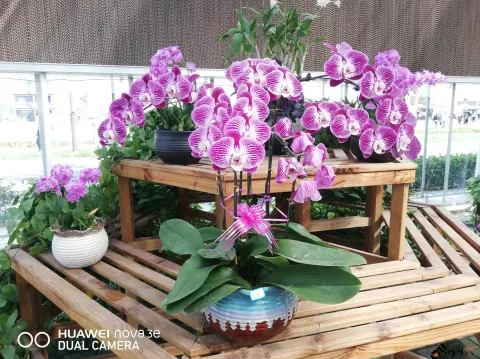 鲜花玻璃房内的花卉