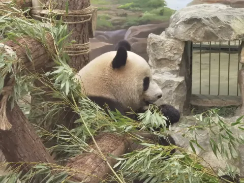 憨态可爱的大熊猫12